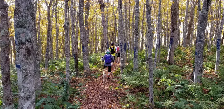 Trail runners on the Capes 100 course