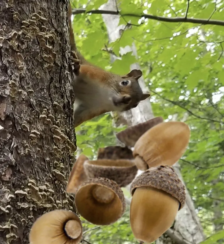 Flyin' Nutz